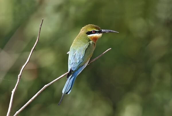 Blue-tailed Bee-eater (Merops philippinus) adult, perched on twig, Yala N. P. Sri Lanka, February