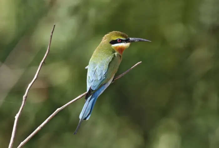 Framed Print : Blue-tailed Bee-eater (Merops philippinus) adult, perched on twig, Yala N. P. Sri Lanka, February Framed Print : Blue-tailed Bee-eater (Merops philippinus) adult, perched on twig, Yala N. P. Sri Lanka, February
