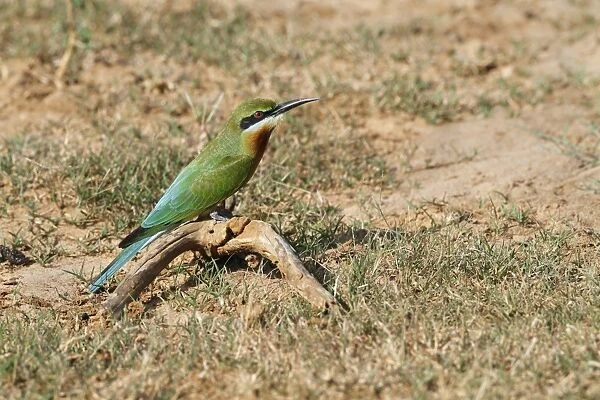 Blue-tailed Bee-eater (Merops philippinus) adult, perched on dead branch, Yala N. P. Sri Lanka, February
