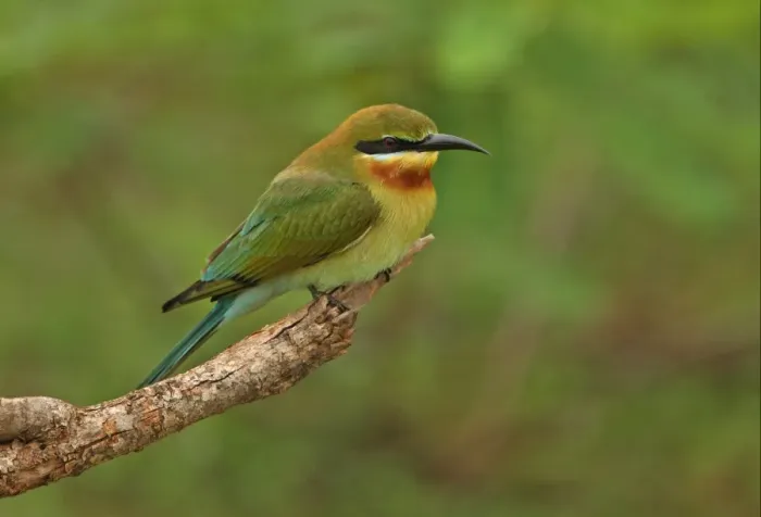 Framed Print : Blue-tailed Bee-eater (Merops philippinus) adult, perched on branch, Sri Lanka, december Framed Print : Blue-tailed Bee-eater (Merops philippinus) adult, perched on branch, Sri Lanka, december