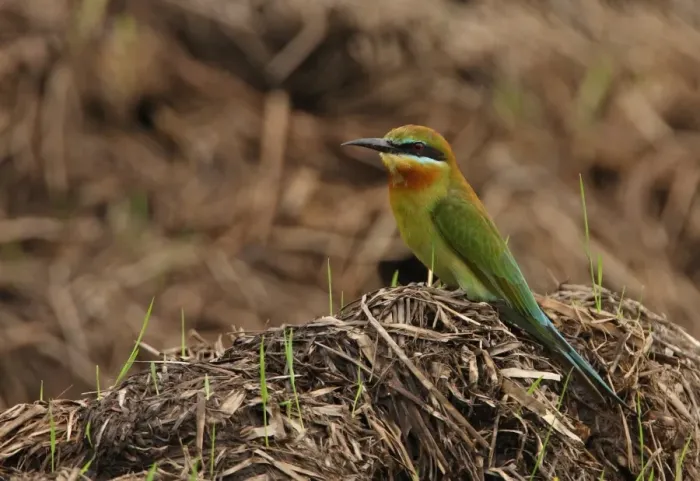 Framed Print : Blue-tailed Bee-eater (Merops philippinus) adult, standing on mound of vegetation, Sri Lanka, december Framed Print : Blue-tailed Bee-eater (Merops philippinus) adult, standing on mound of vegetation, Sri Lanka, december