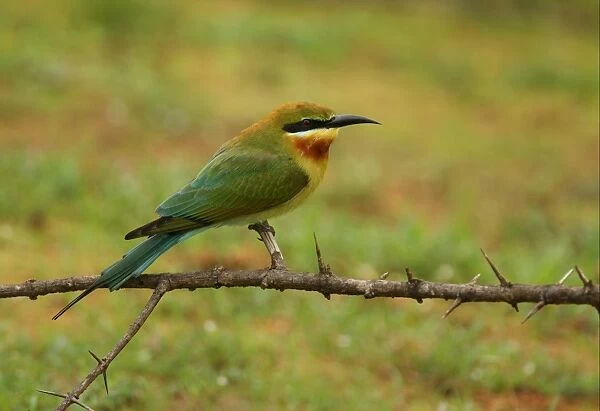 Blue-tailed Bee-eater (Merops philippinus) adult, perched on twig, Sri Lanka, december