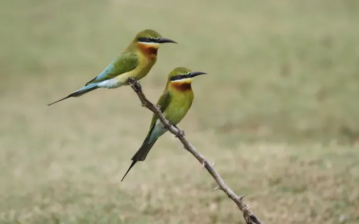 Framed Print : Blue-tailed Bee-eater (Merops philippinus) adult pair, perched on dead branch, Yala N. P. Sri Lanka, February Framed Print : Blue-tailed Bee-eater (Merops philippinus) adult pair, perched on dead branch, Yala N. P. Sri Lanka, February