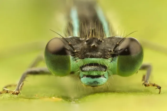 Framed Print : Blue-tailed Damselfly (Ischnura elegans) adult, close-up of head, Leicestershire, England, August Framed Print : Blue-tailed Damselfly (Ischnura elegans) adult, close-up of head, Leicestershire, England, August