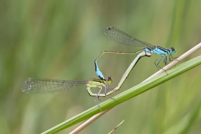 Framed Print : Blue-tailed Damselfly (Ischnura elegans) adult pair, mating in wheel position, Camargue, Bouches-du-Rhone Framed Print : Blue-tailed Damselfly (Ischnura elegans) adult pair, mating in wheel position, Camargue, Bouches-du-Rhone