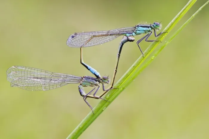 Framed Print : Blue-tailed Damselfly (Ischnura elegans) adult pair, mating in wheel position, Leicestershire, England, July