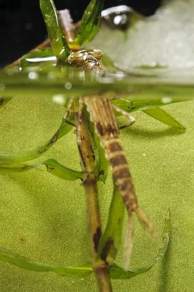 Blue-tailed Damselfly (Ischnura elegans) nymph, emerging from water for final moult into adulthood