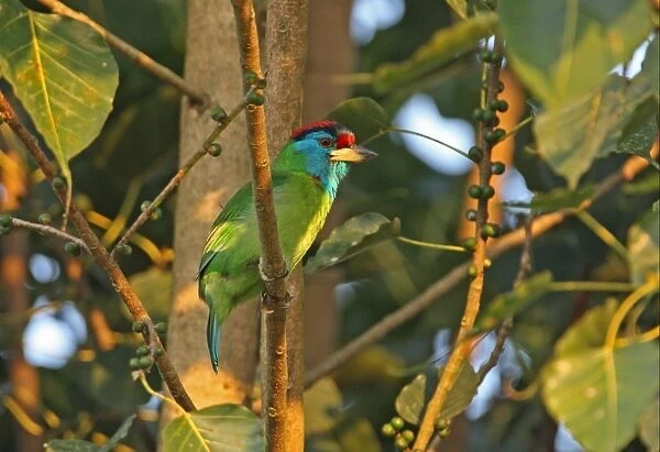 Blue-throated Barbet (Megalaima asiatica asiatica) adult male, perched on branch in fruiting tree, near Roing, Arunachal Pradesh, India, january
