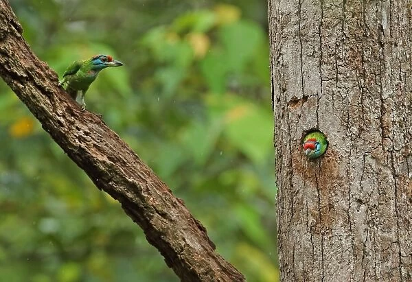 Blue-throated Barbet (Megalaima asiatica davisoni) adult pair, changing over at nest, during light rainfall