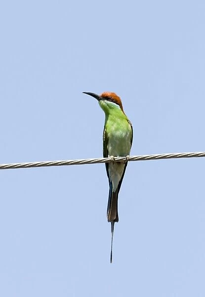 Blue-throated Bee-eater (Merops viridis americanus) adult, perched on overhead wire, Luzon Island, Philippines
