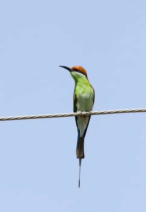Framed Print : Blue-throated Bee-eater (Merops viridis americanus) adult, perched on overhead wire, Luzon Island, Philippines Framed Print : Blue-throated Bee-eater (Merops viridis americanus) adult, perched on overhead wire, Luzon Island, Philippines