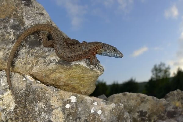 Blue-throated Keeled Lizard (Algyroides nigropunctatus) adult, basking on rocks, Croatia, April
