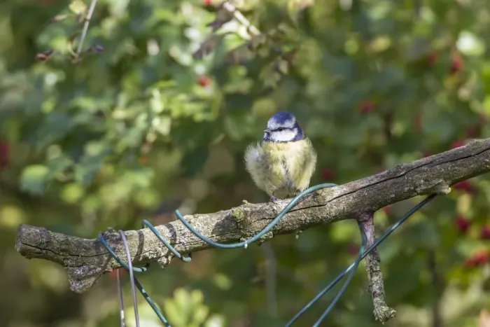 Framed Print : Blue Tit on branch with twisted wire Framed Print : Blue Tit on branch with twisted wire