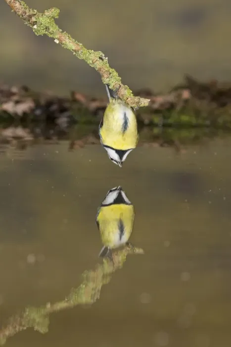 Framed Print : Blue Tit (Cyanistes caeruleus) adult, drinking, clinging to twig above water with reflection, Suffolk, England Framed Print : Blue Tit (Cyanistes caeruleus) adult, drinking, clinging to twig above water with reflection, Suffolk, England