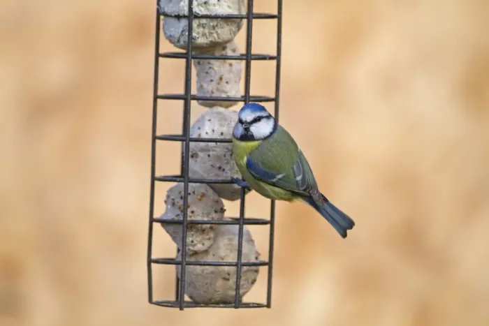 Framed Print : Blue Tit (Cyanistes caeruleus) adult, feeding at fat ball feeder in garden, Norfolk, England, February Framed Print : Blue Tit (Cyanistes caeruleus) adult, feeding at fat ball feeder in garden, Norfolk, England, February