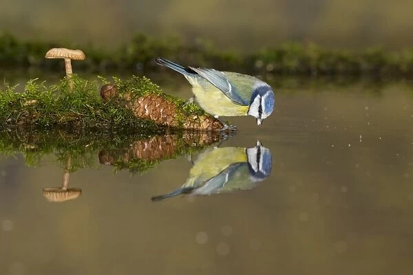 Blue Tit (Cyanistes caeruleus) adult, drinking, standing on cone at edge of water with reflection, Suffolk, England