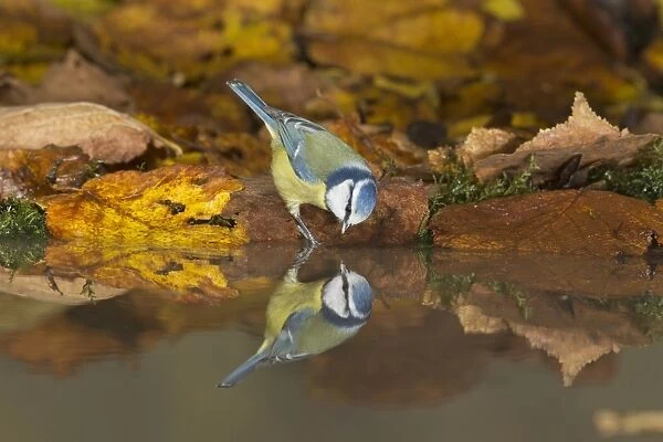 Blue Tit (Cyanistes caeruleus) adult, drinking, standing on fallen leaves at edge of water with reflection, Suffolk