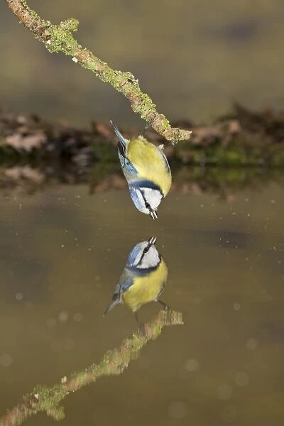 Blue Tit (Cyanistes caeruleus) adult, drinking, clinging to twig above water with reflection, Suffolk, England