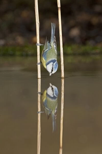 Blue Tit (Cyanistes caeruleus) adult, drinking, clinging to reed stem with reflection, Suffolk, England, January