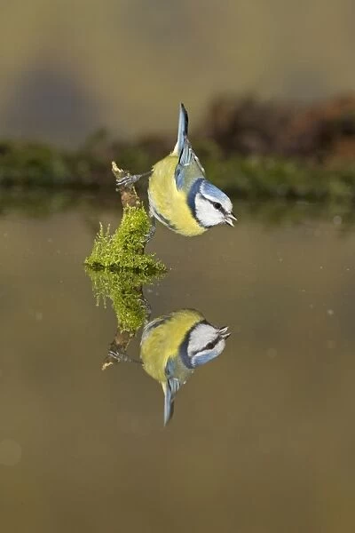 Blue Tit (Cyanistes caeruleus) adult, drinking, with wings raised, perched on mossy stump in water with reflection