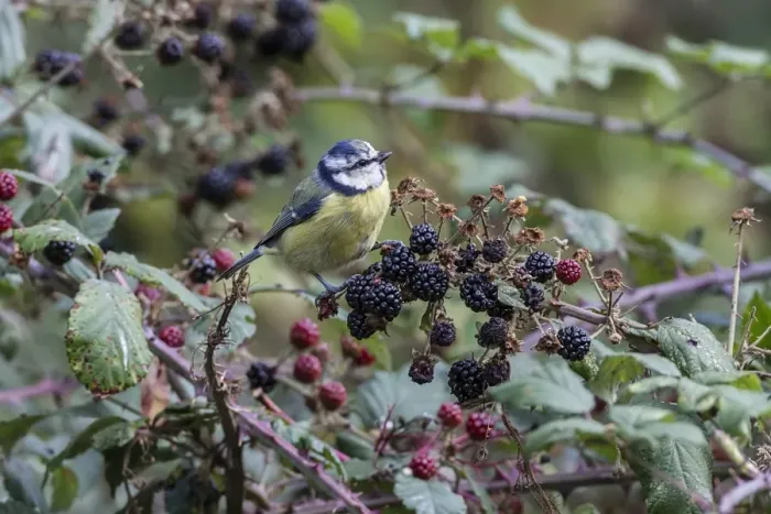 Framed Print : Blue Tit feeding on blackberries Framed Print : Blue Tit feeding on blackberries