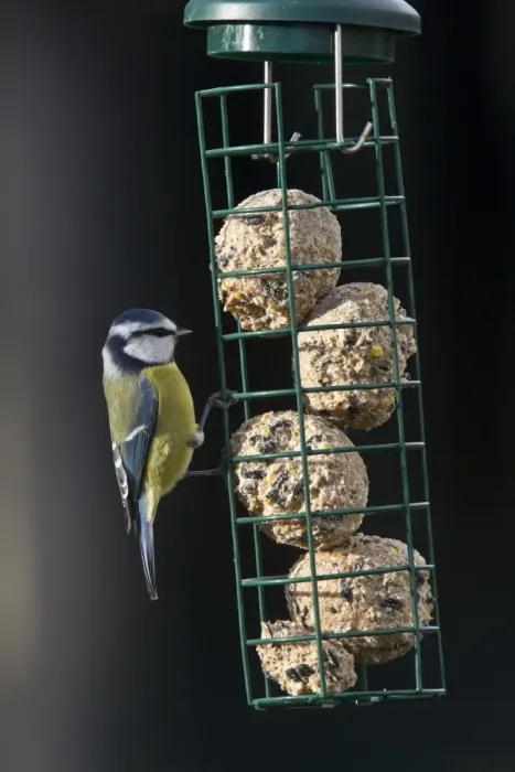 Framed Print : Blue tit on garden feeder full of fat balls