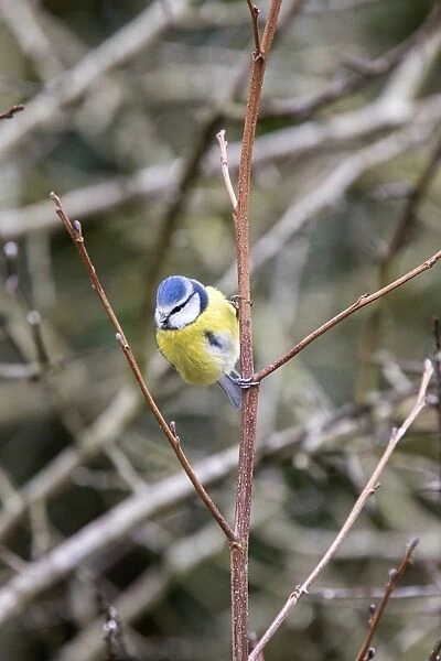 Blue Tit in hedgerow on young tree