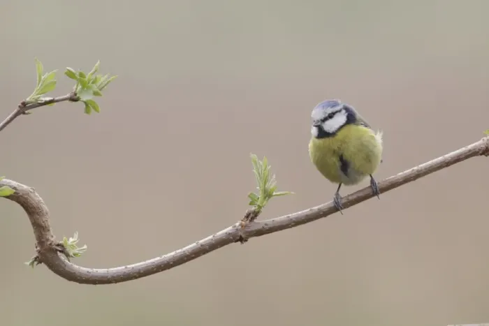 Framed Print : Blue Tit (Parus caeruleus) adult, perched on twig, West Yorkshire, England, April Framed Print : Blue Tit (Parus caeruleus) adult, perched on twig, West Yorkshire, England, April