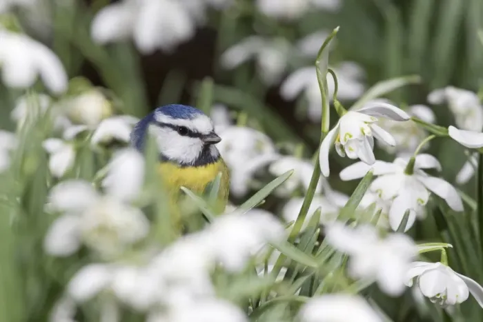 Framed Print : Blue Tit (Parus caeruleus) adult, standing amongst Snowdrop (Galanthus nivalis) flowers, Suffolk, England, February