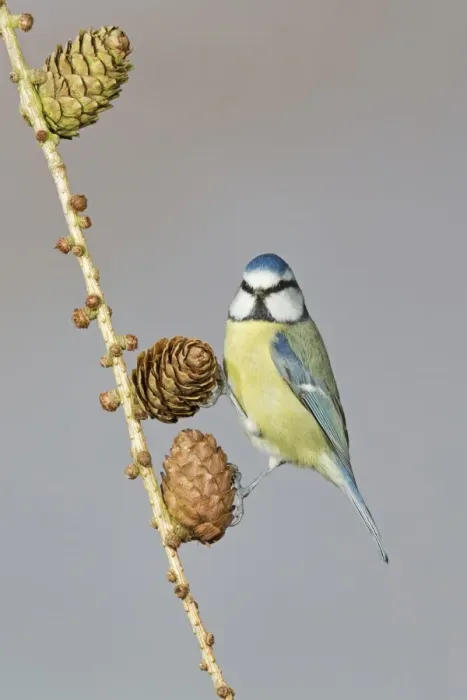 Framed Print : Blue Tit (Parus caeruleus) adult, perched on larch cones, Suffolk, England, February