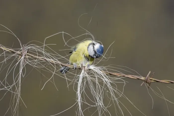 Framed Print : Blue Tit (Parus caeruleus) adult, collecting horse hair for nesting material, perched on barbed wire, Suffolk, England Framed Print : Blue Tit (Parus caeruleus) adult, collecting horse hair for nesting material, perched on barbed wire, Suffolk, England