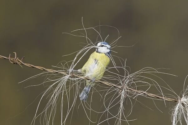 Blue Tit (Parus caeruleus) adult, collecting horse hair for nesting material, perched on barbed wire, Suffolk, England