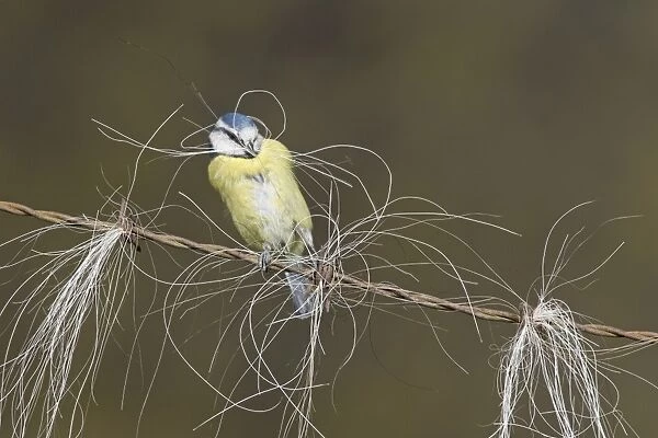 Blue Tit (Parus caeruleus) adult, collecting horse hair for nesting material, perched on barbed wire, Suffolk, England