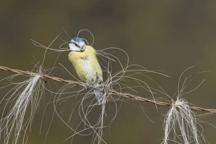 Framed Print : Blue Tit (Parus caeruleus) adult, collecting horse hair for nesting material, perched on barbed wire, Suffolk, England Framed Print : Blue Tit (Parus caeruleus) adult, collecting horse hair for nesting material, perched on barbed wire, Suffolk, England