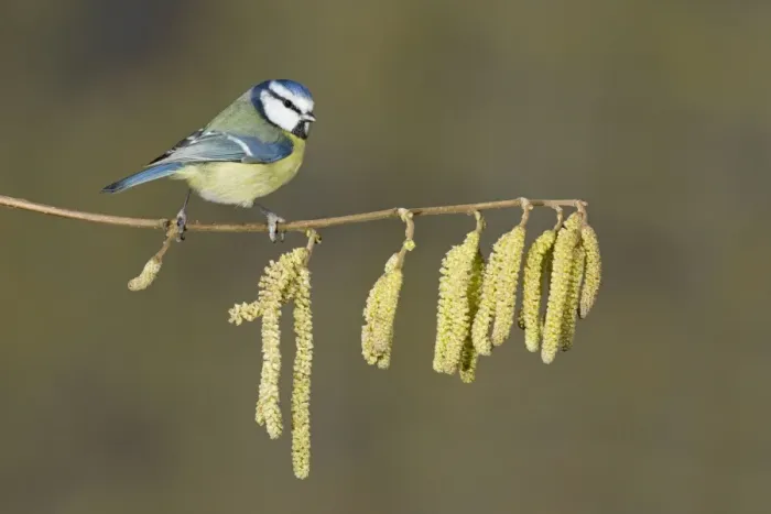 Framed Print : Blue Tit (Parus caeruleus) adult, perched on twig with catkins, Suffolk, England, February Framed Print : Blue Tit (Parus caeruleus) adult, perched on twig with catkins, Suffolk, England, February