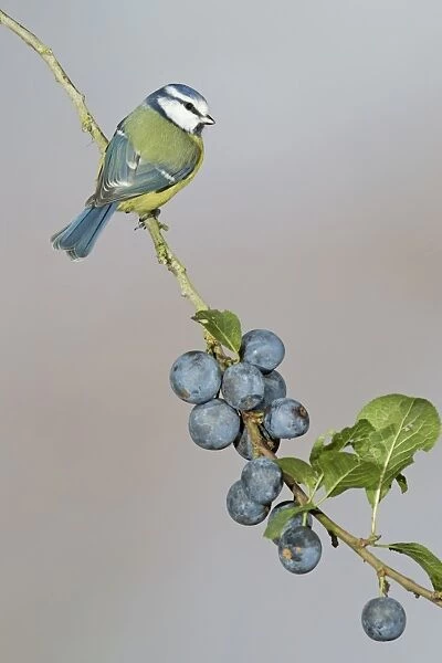 Blue Tit (Parus caeruleus) adult, perched on Blackthorn (Prunus spinosa) twig with berries, Suffolk, England, November
