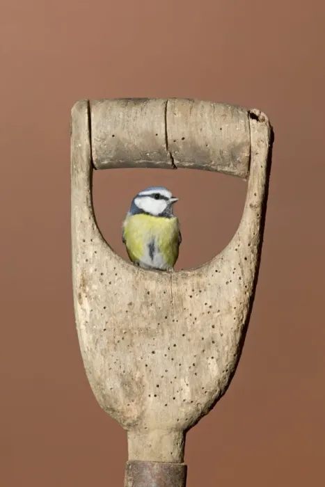 Framed Print : Blue Tit (Parus caeruleus) adult, perched on garden spade handle, Suffolk, England, December Framed Print : Blue Tit (Parus caeruleus) adult, perched on garden spade handle, Suffolk, England, December