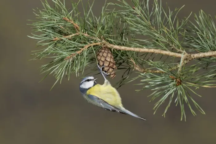 Framed Print : Blue Tit (Parus caeruleus) adult, foraging, hanging from conifer cone, Suffolk, England, December Framed Print : Blue Tit (Parus caeruleus) adult, foraging, hanging from conifer cone, Suffolk, England, December