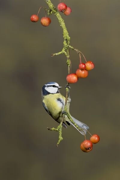 Blue Tit (Parus caeruleus) adult, perched on crabapple branch with fruit, Suffolk, England, January