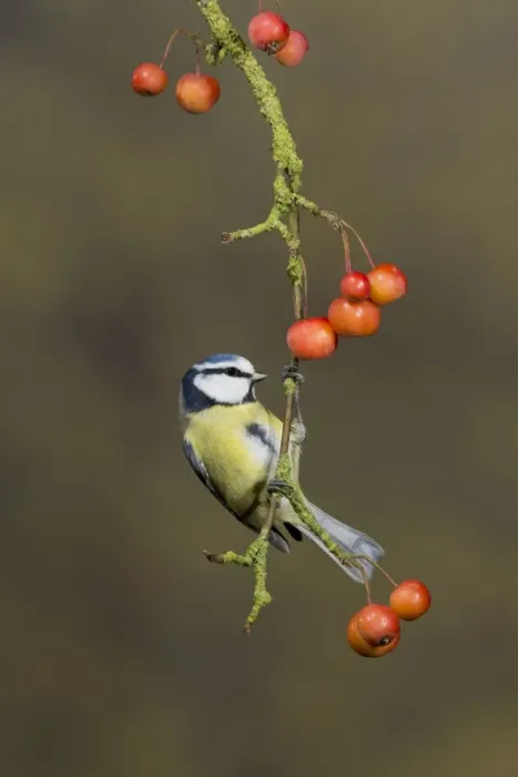 Framed Print : Blue Tit (Parus caeruleus) adult, perched on crabapple branch with fruit, Suffolk, England, January Framed Print : Blue Tit (Parus caeruleus) adult, perched on crabapple branch with fruit, Suffolk, England, January