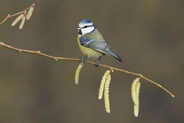 Blue Tit (Parus caeruleus) adult, perched on twig with catkins, Suffolk, England, January