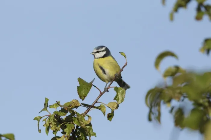 Framed Print : Blue Tit (Parus caeruleus) adult, perched on Wild Crabapple (Malus sylvestris) twig, West Yorkshire, England, October Framed Print : Blue Tit (Parus caeruleus) adult, perched on Wild Crabapple (Malus sylvestris) twig, West Yorkshire, England, October