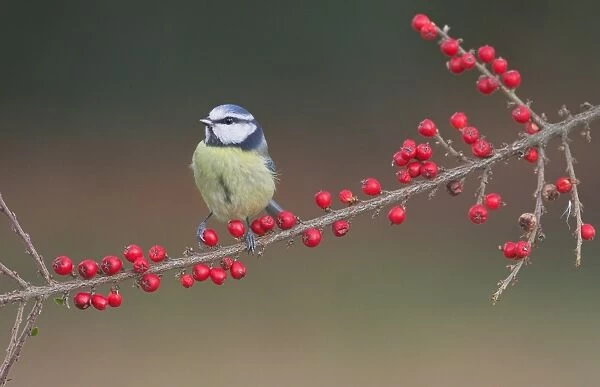 Blue Tit (Parus caeruleus) adult, perched on Himalayan Cotoneaster (Cotoneaster simonsii) with berries, Leicestershire, England, winter