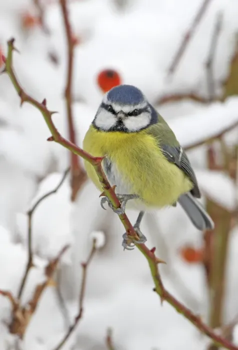 Framed Print : Blue Tit (Parus caeruleus) adult, perched on wild rose with hips, in snow covered garden hedge, Scotland, winter Framed Print : Blue Tit (Parus caeruleus) adult, perched on wild rose with hips, in snow covered garden hedge, Scotland, winter