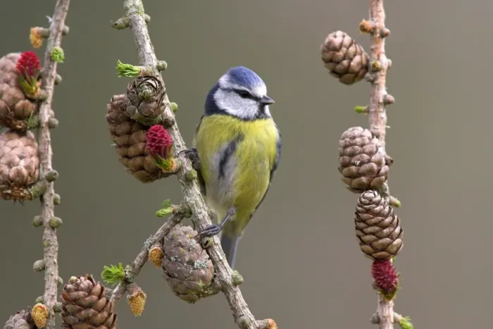 Framed Print : Blue Tit (Parus caeruleus) adult, perched on larch twig with flowers and cones, in garden, Berwickshire, Scotland, spring
