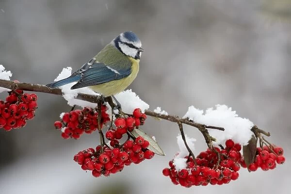 Blue Tit (Parus caeruleus) adult, perched on cotoneaster bush with berries in snow, Leicestershire, England, january