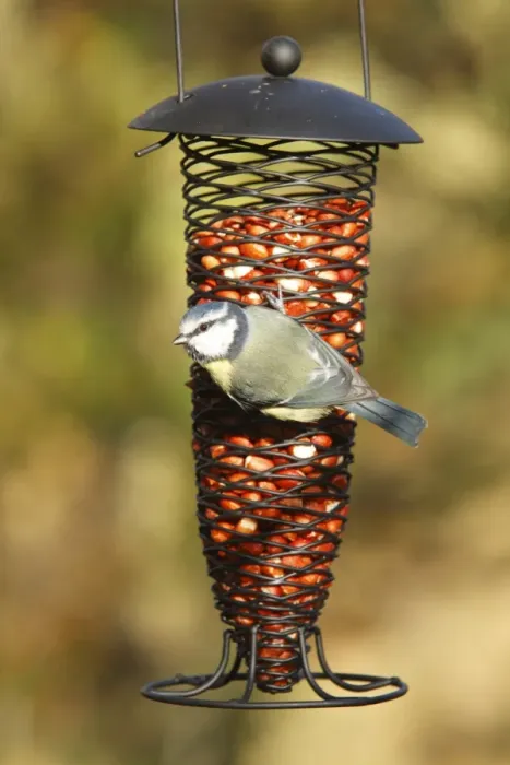 Framed Print : Blue Tit (Parus caeruleus) adult, feeding on peanuts at hanging feeder, Powys, Wales, november