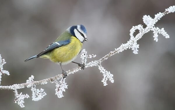 Blue Tit (Parus caeruleus) adult, perched on frost covered twig in morning, Leicestershire, England, december