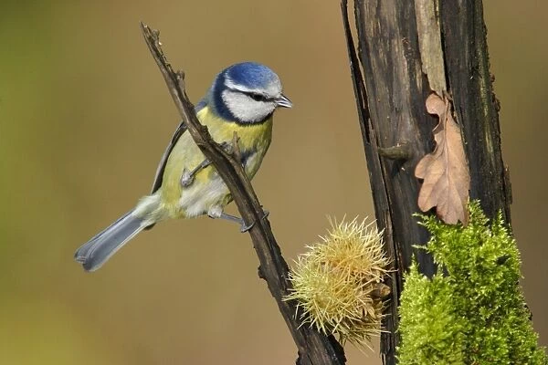 Blue Tit (Parus caeruleus) adult, perched on branch in woodland, Yorkshire, England, autumn
