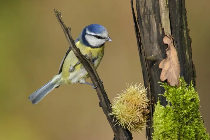 Framed Print : Blue Tit (Parus caeruleus) adult, perched on branch in woodland, Yorkshire, England, autumn Framed Print : Blue Tit (Parus caeruleus) adult, perched on branch in woodland, Yorkshire, England, autumn